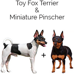 Toy Fox Pinscher Dog